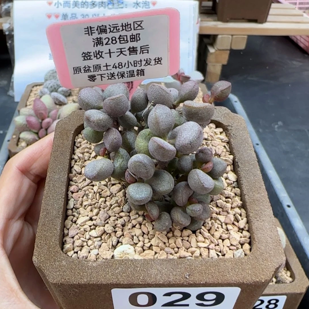 029灵石多肉植物