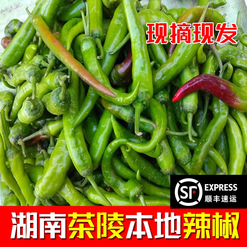 湖南茶陵新鲜薄皮农家土辣椒本地辣椒香辣可口当季蔬菜