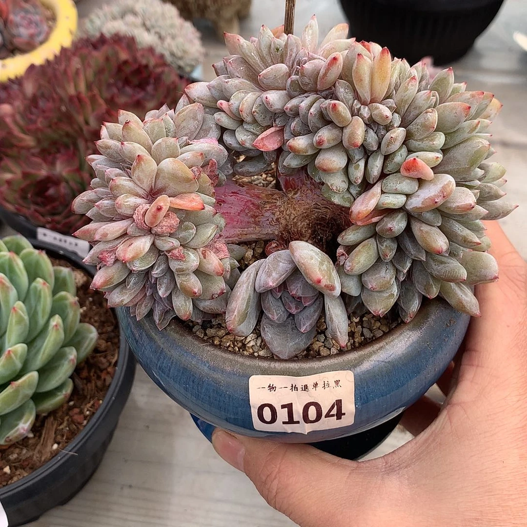 104石榴籽星影缀一颗12.5