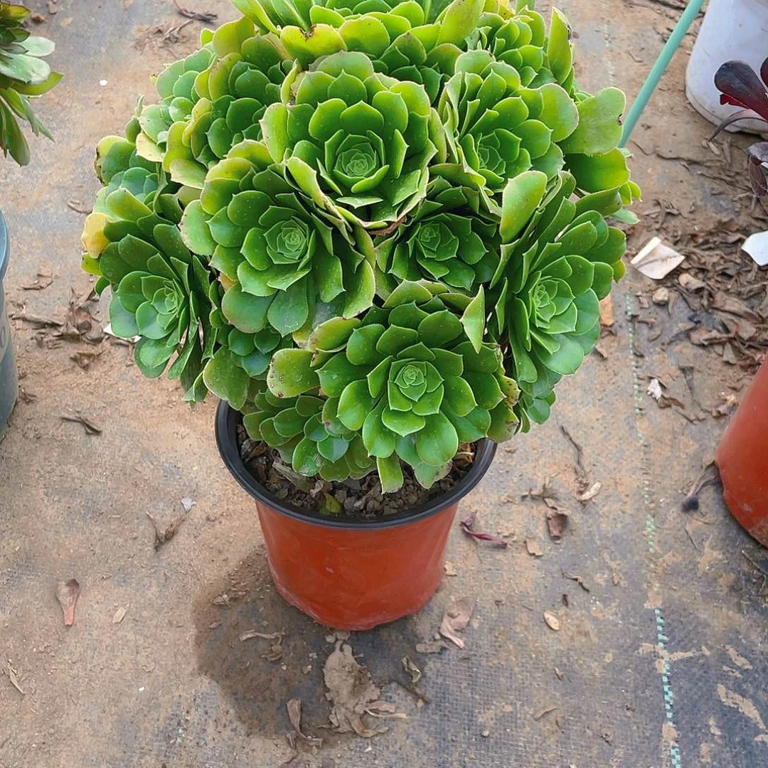 384绿羊绒多肉小损不包