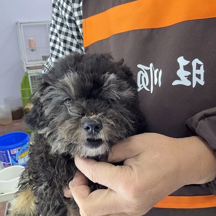 小体黑泰迪粉丝福利