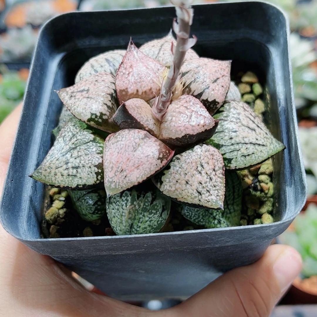 【闪购商品】红白银