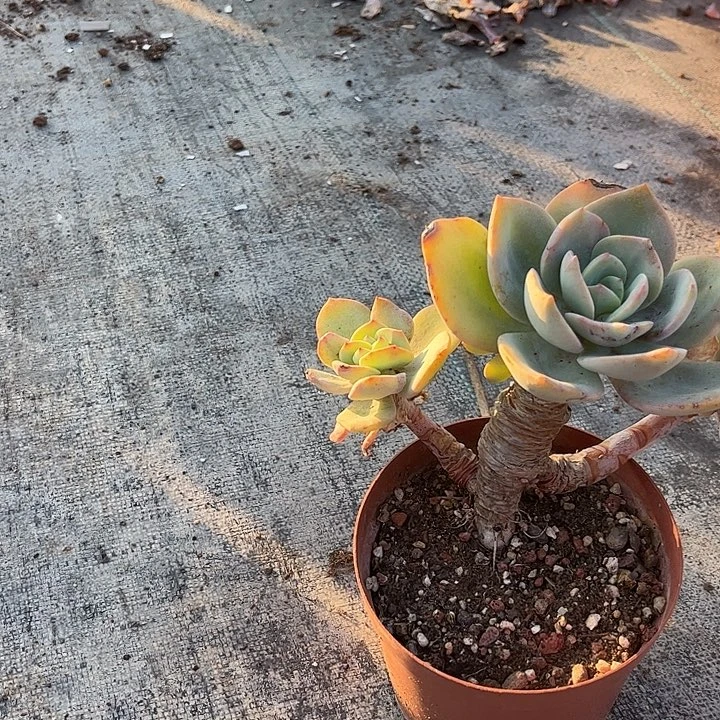 用***1237白凤脱土发货不退不换