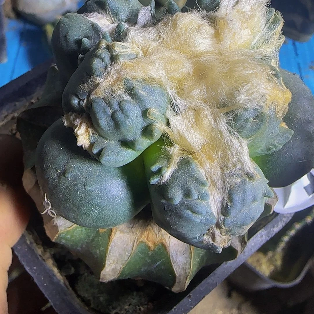 乒***刺尤蛋蛋的414仙人球