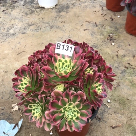 法师多肉植物春***开b 131