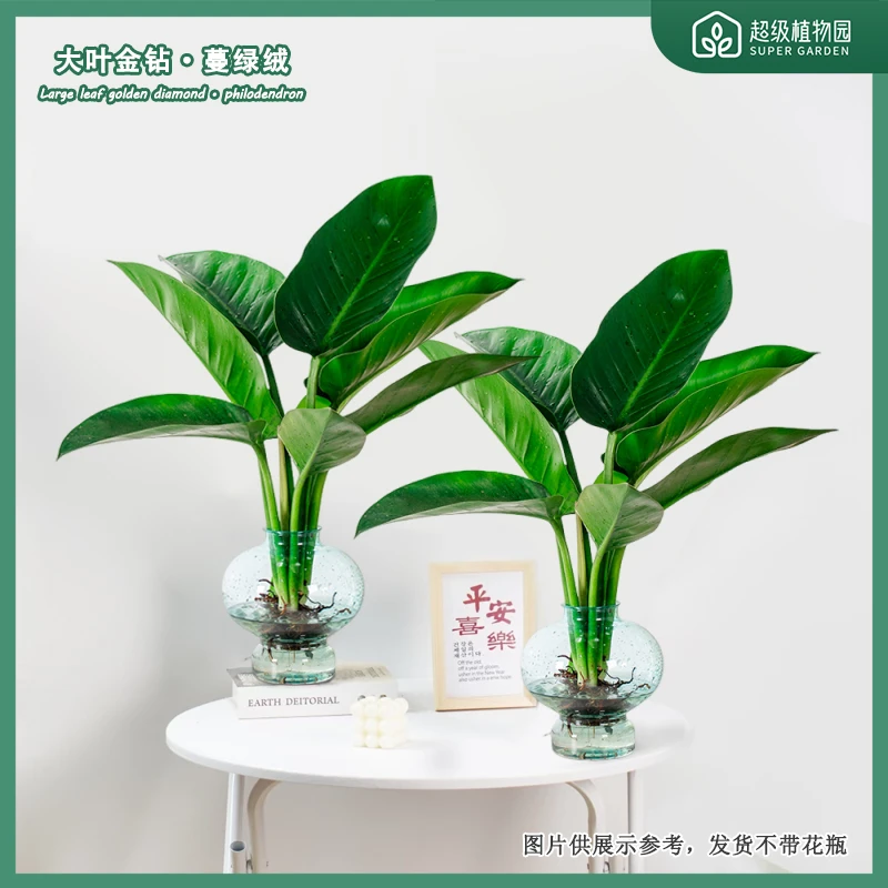 拍一发二水培大叶金钻绿公主50-60cm室内桌面净化空气绿植不带瓶