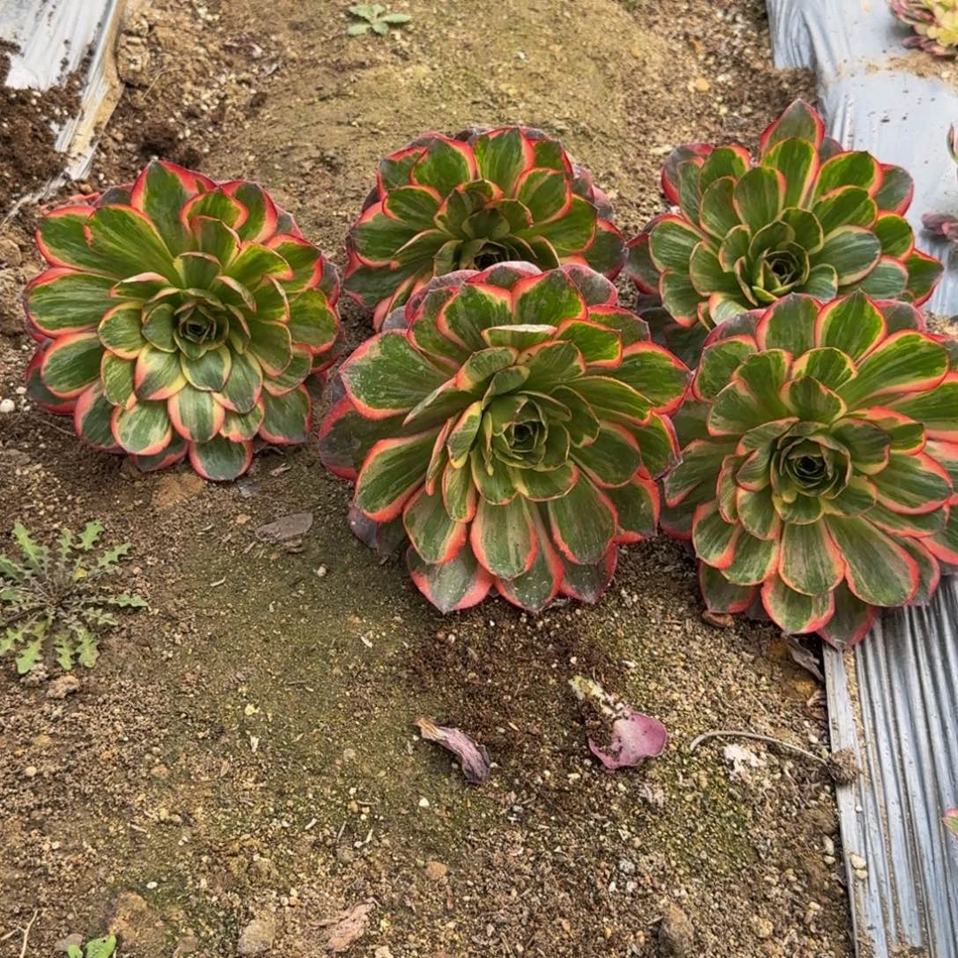 报***姐玫瑰锦5个。多肉植物