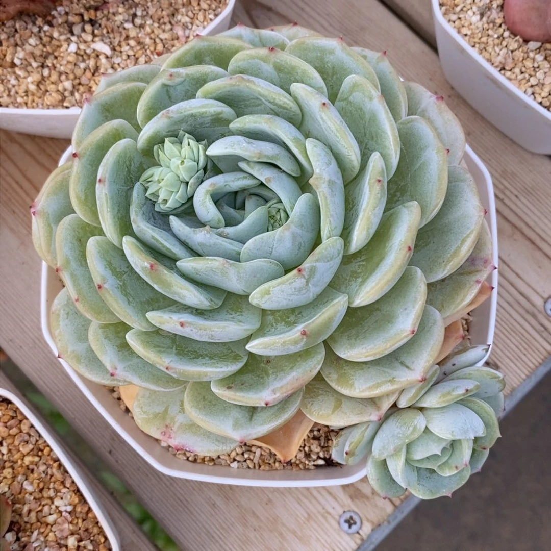 可问主播品种，下滑链接更多品种多肉选择