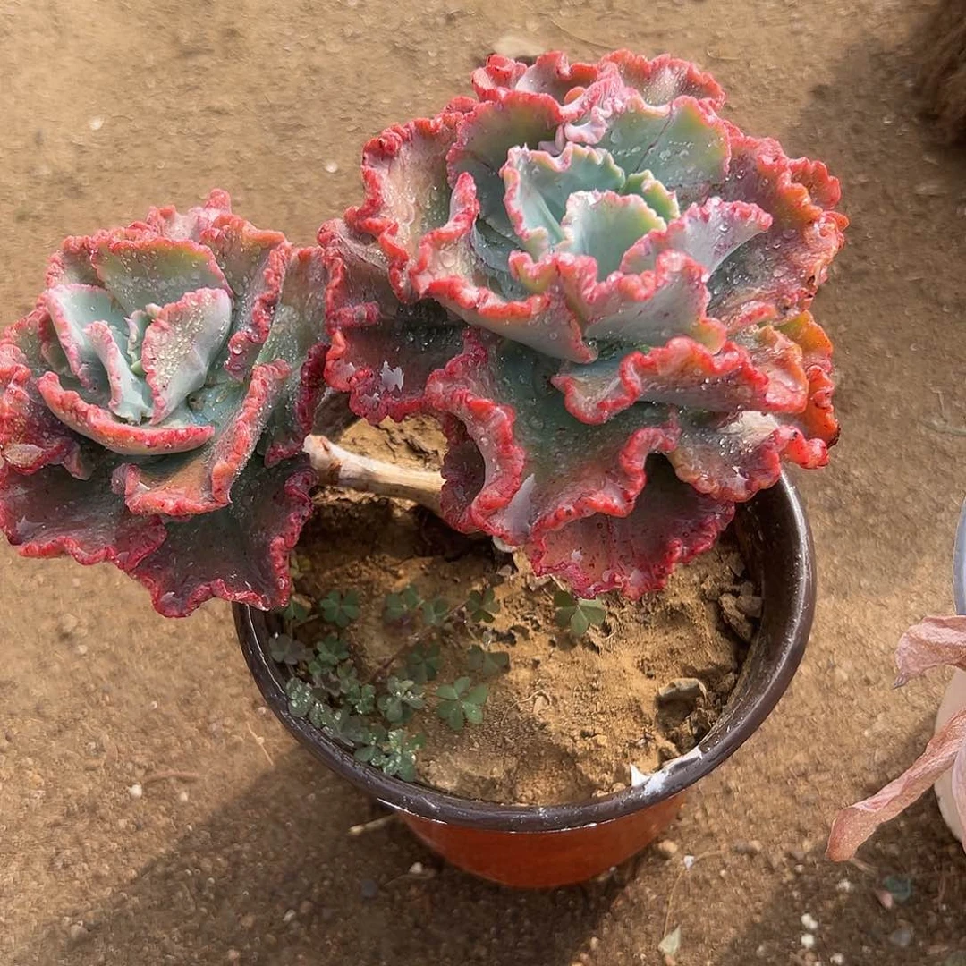 多肉植物舞会红裙
