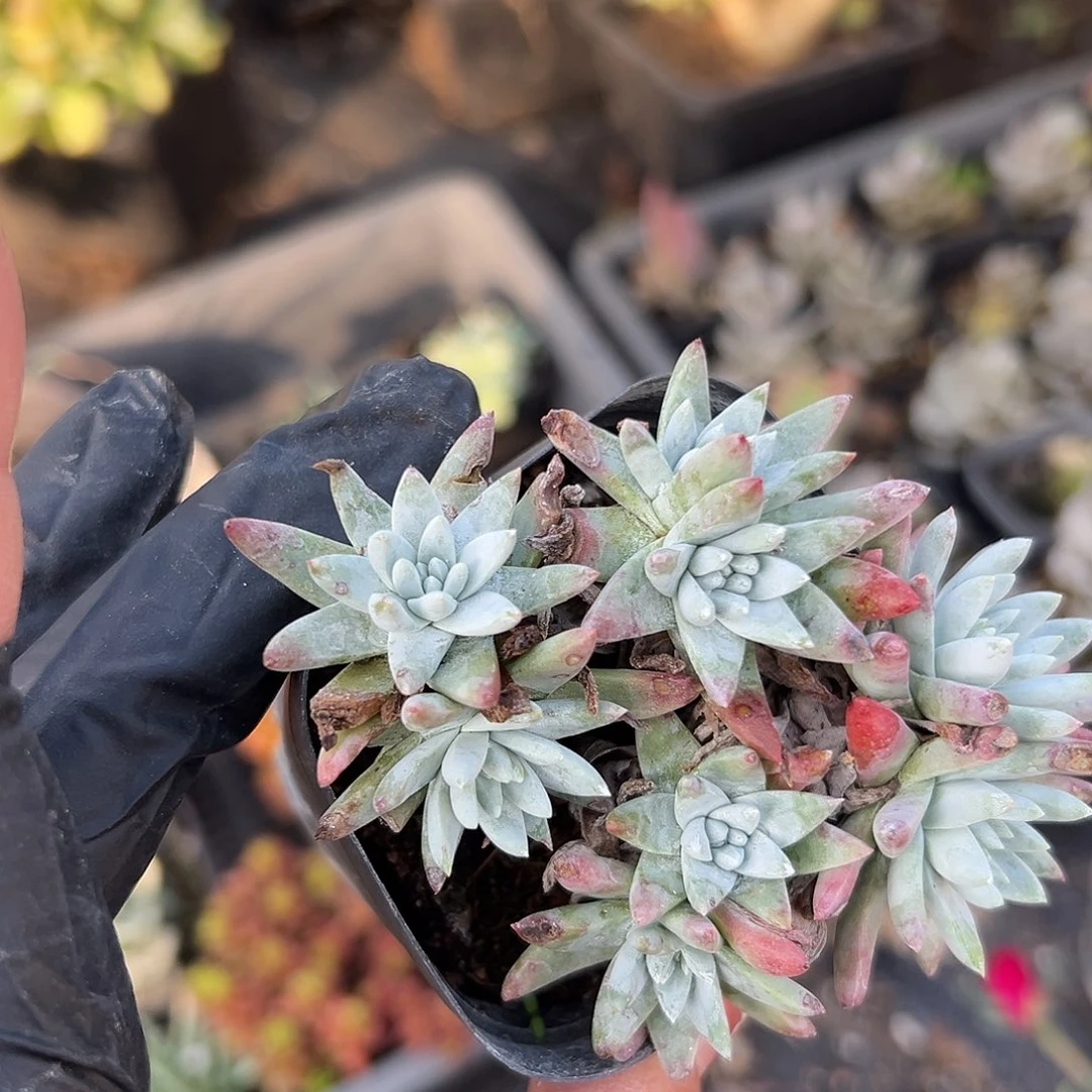 多肉植物白菊老庄