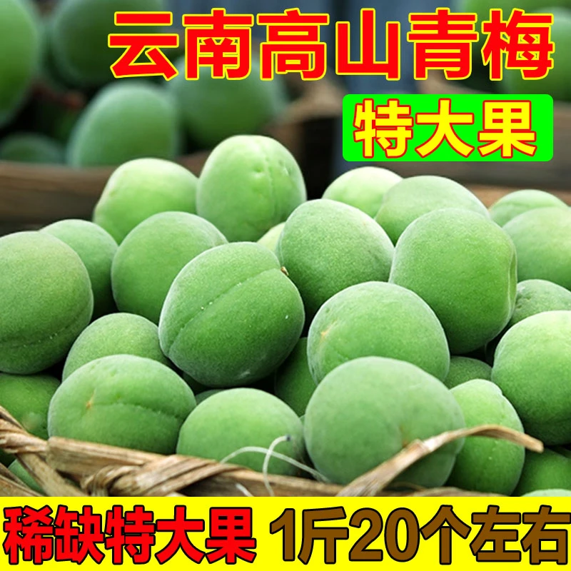 云南青梅特大果新鲜现摘酸脆青梅果可泡酒的深山古树青梅果酵素梅