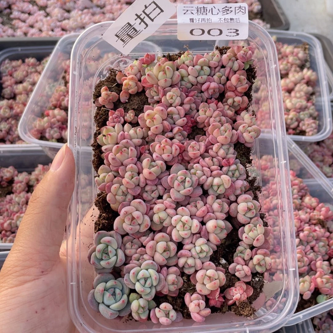 云糖心多肉植物003