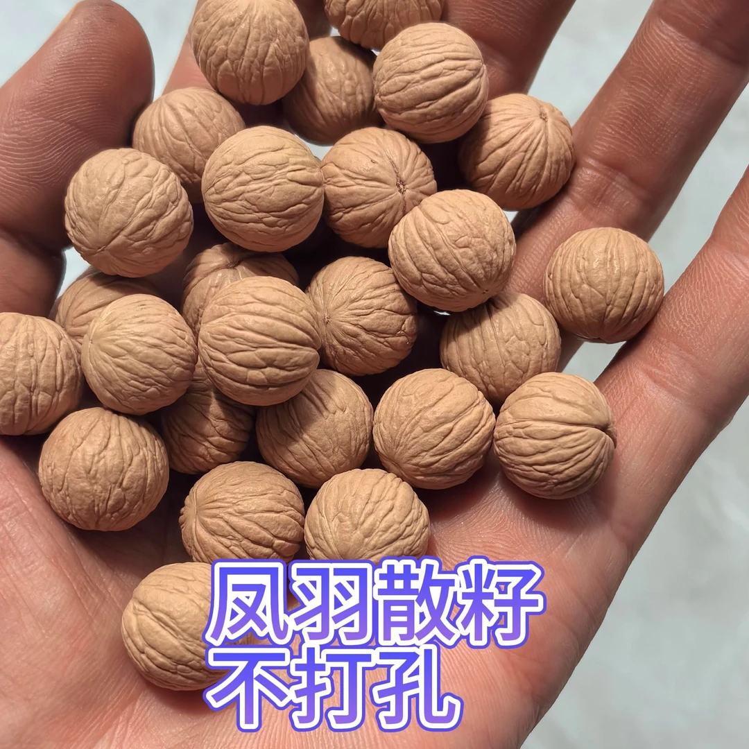 猴头凤羽南瓜土豪小馒头聚宝盆西瓜（不打孔散籽有淘汰率介意勿拍）