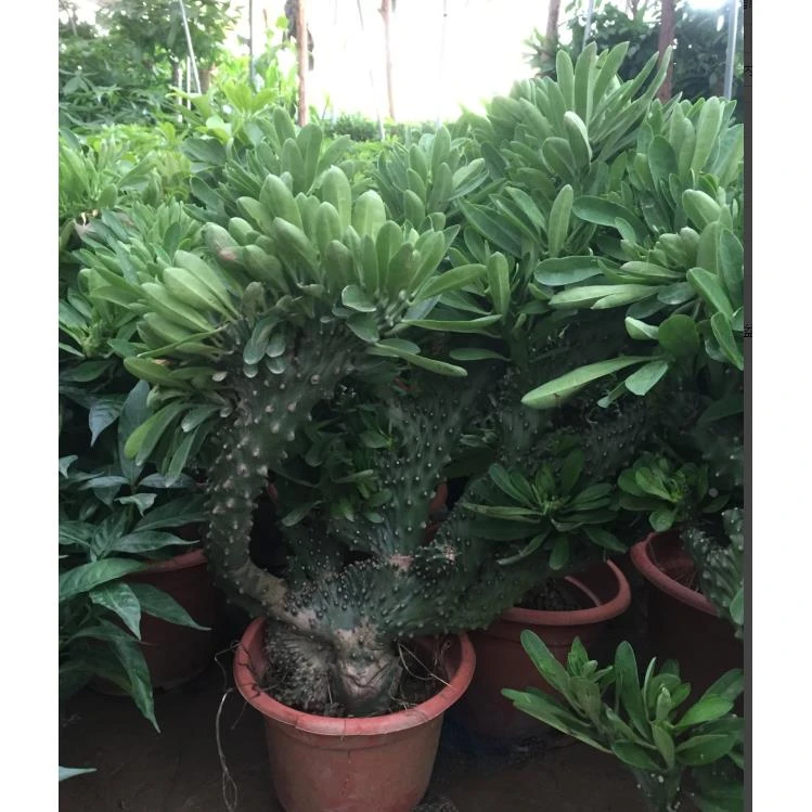 啄木 鸟多肉植物玉麒麟盆栽花卉仙人掌麒麟掌观赏盆栽室内多肉净