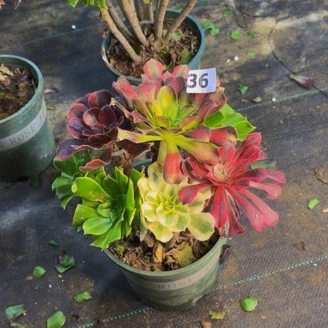 法师嫁接的时候就会有36