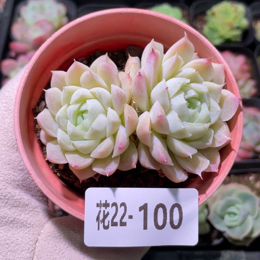 花利美22-100白月影