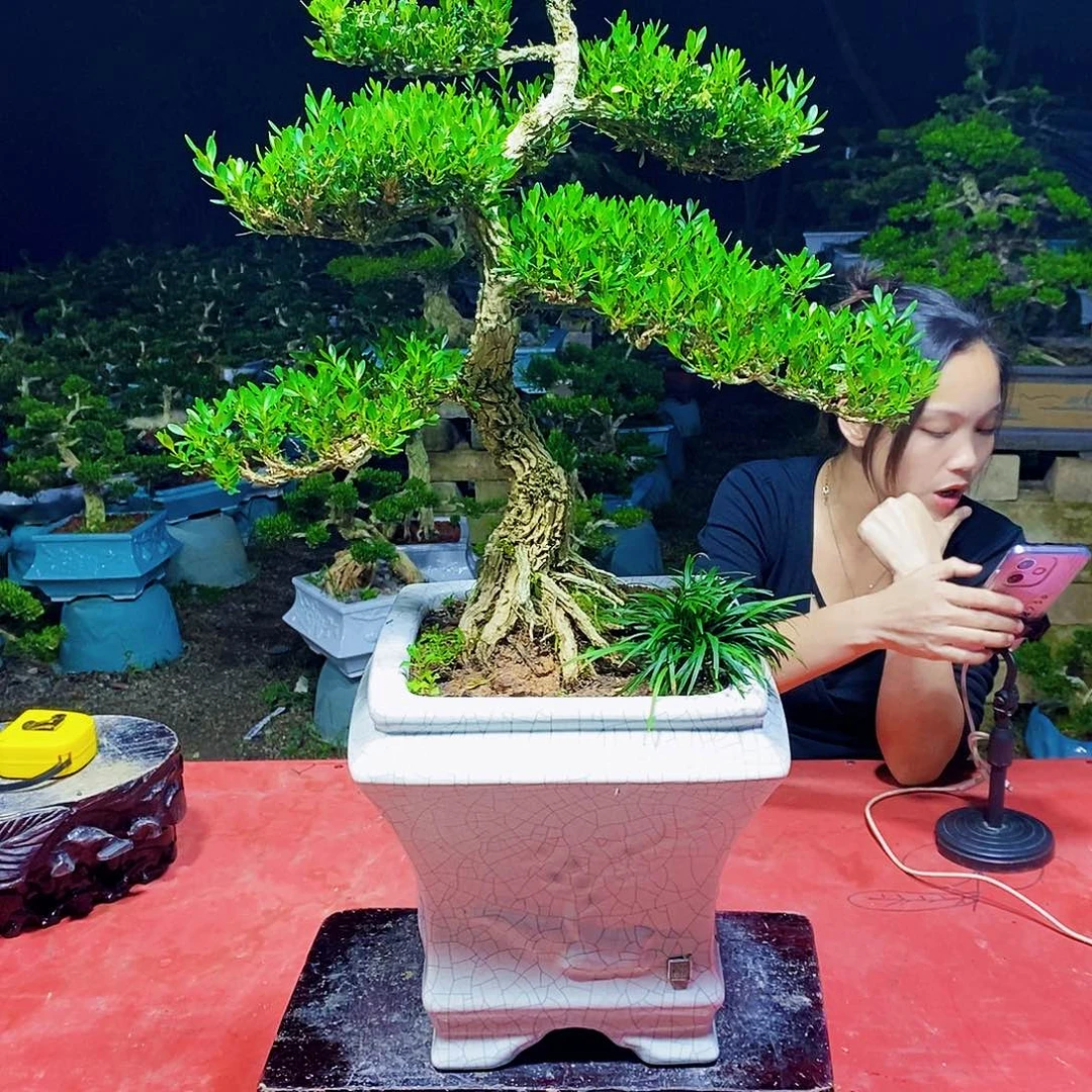 完全开放广东黄杨盆景