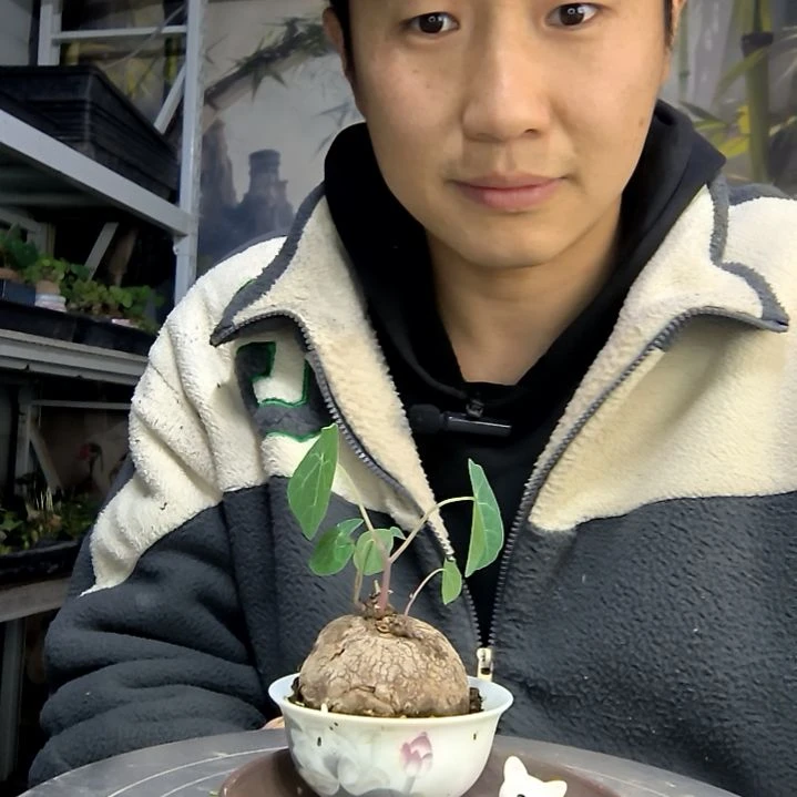 季*中青园艺一物一拍花60