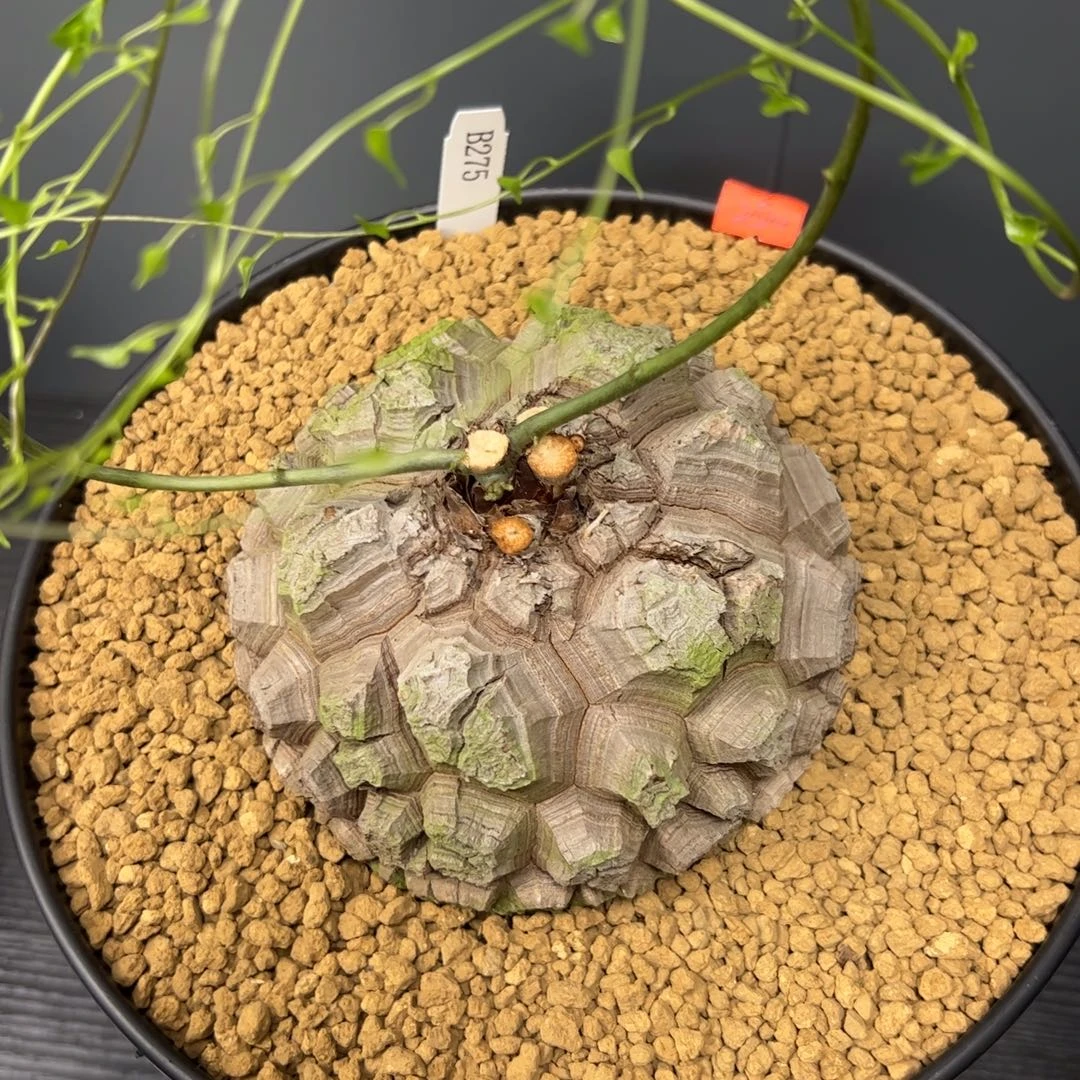 精品盆栽养定的龟甲龙275号