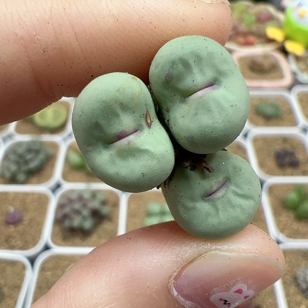 【闪购商品】357 开播福利