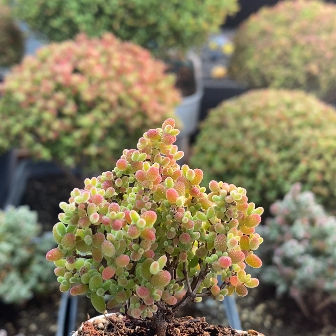 蜜橘糖球2481枝干番杏