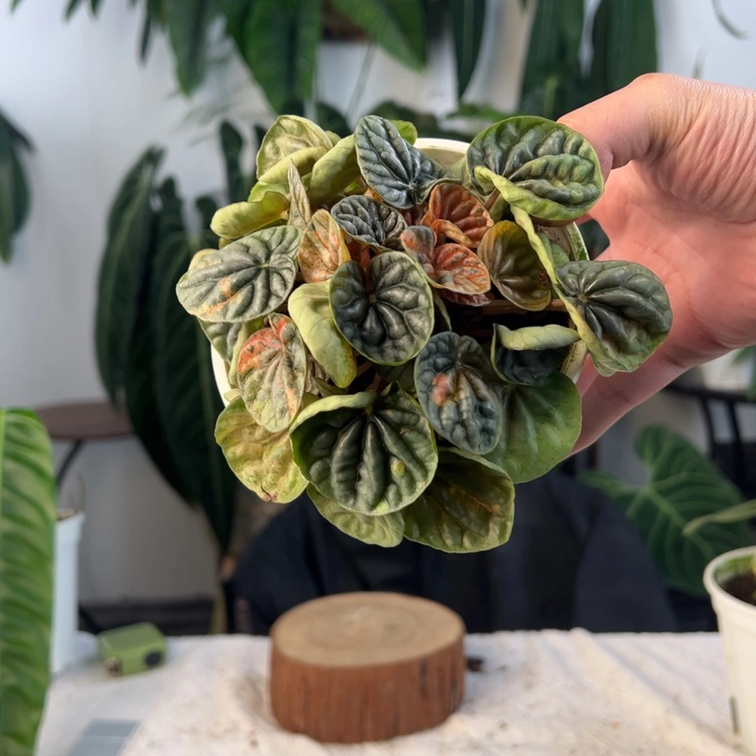 完全开放多头皱叶大理石椒草锦