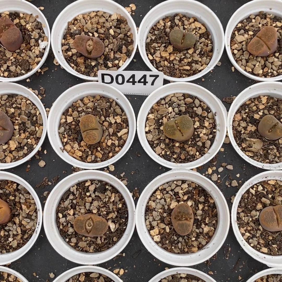 0447 随机发一组日系风铃玉八棵