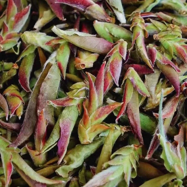 2024云南高黎贡山雪山紫芽苞普洱茶