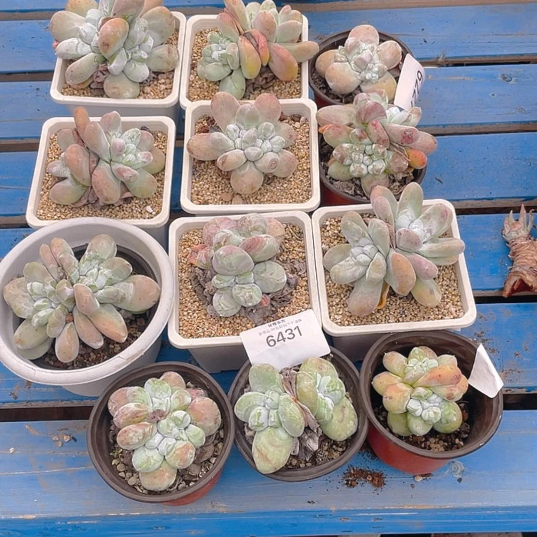 【闪购商品】?****?拇指拇指