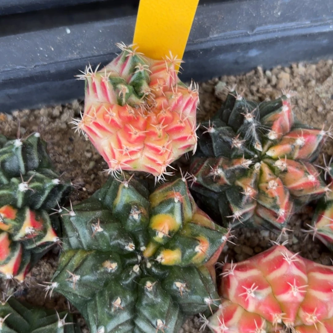 35-1126泰国发货多肉