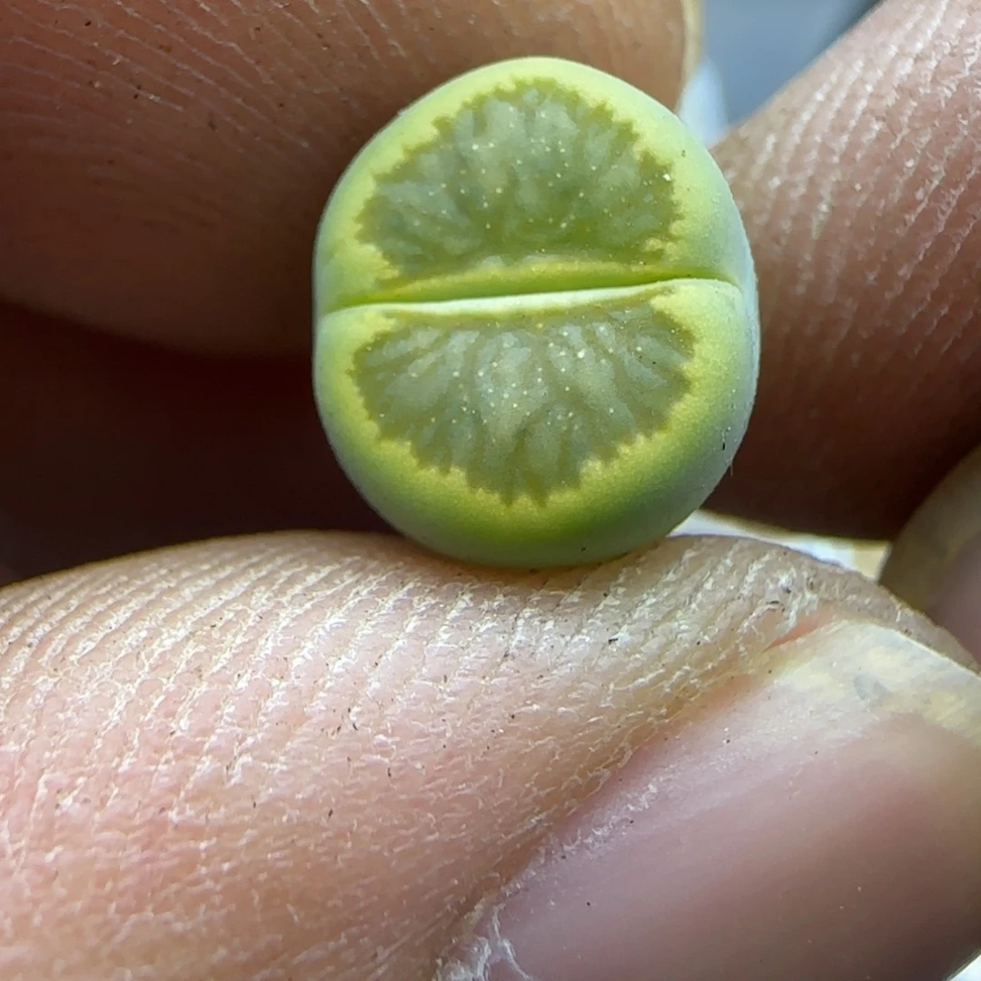 603 生石花大棚直播