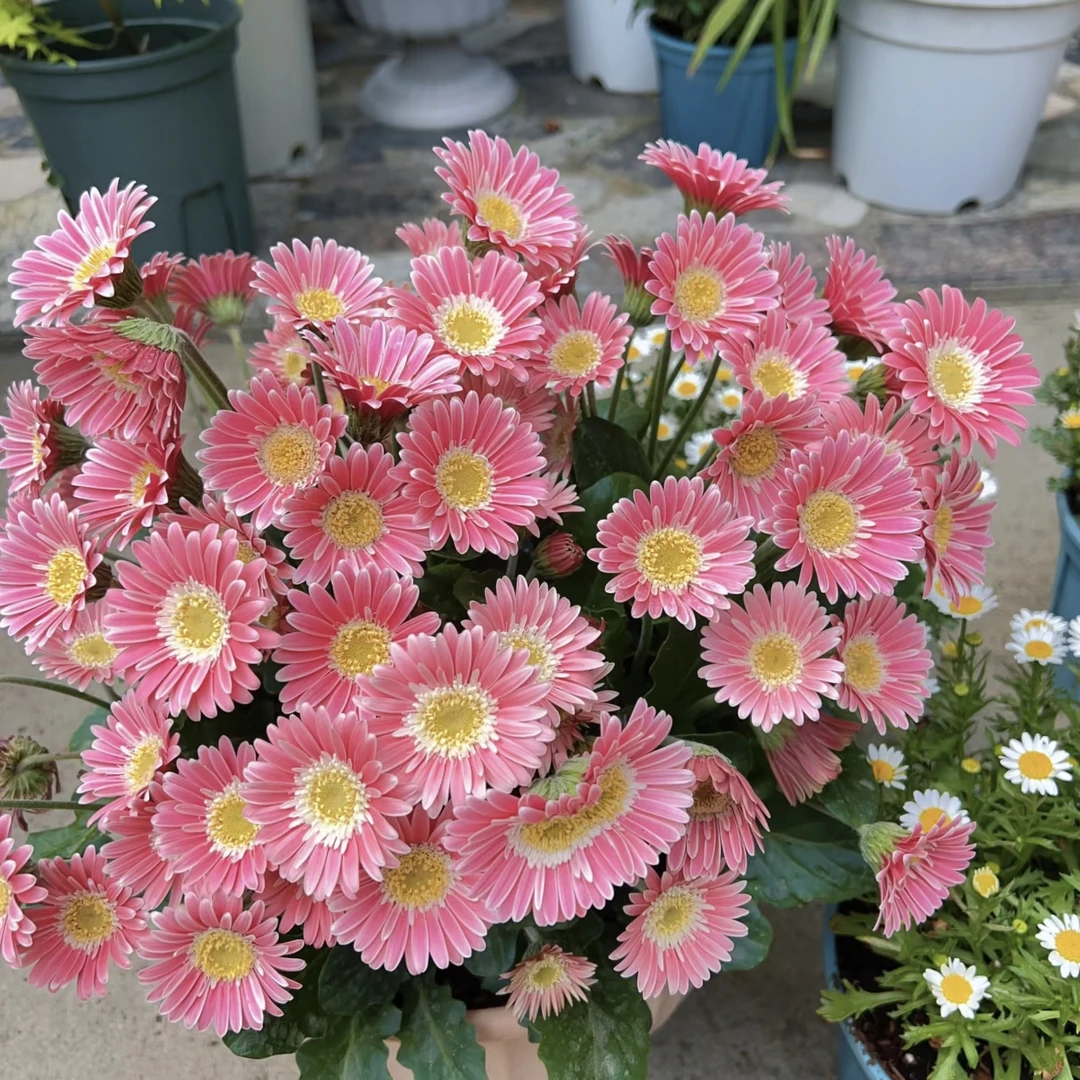 非洲菊苗卷边高杆扶郎花苗亚丁玉镜新品重瓣夏秋季开花植物包邮