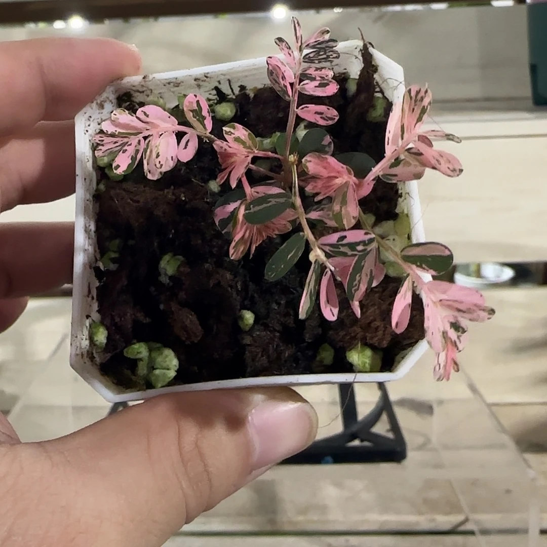 无花朵粉锦叶下珠