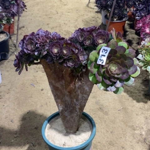 313万圣节朵朵缀1356778