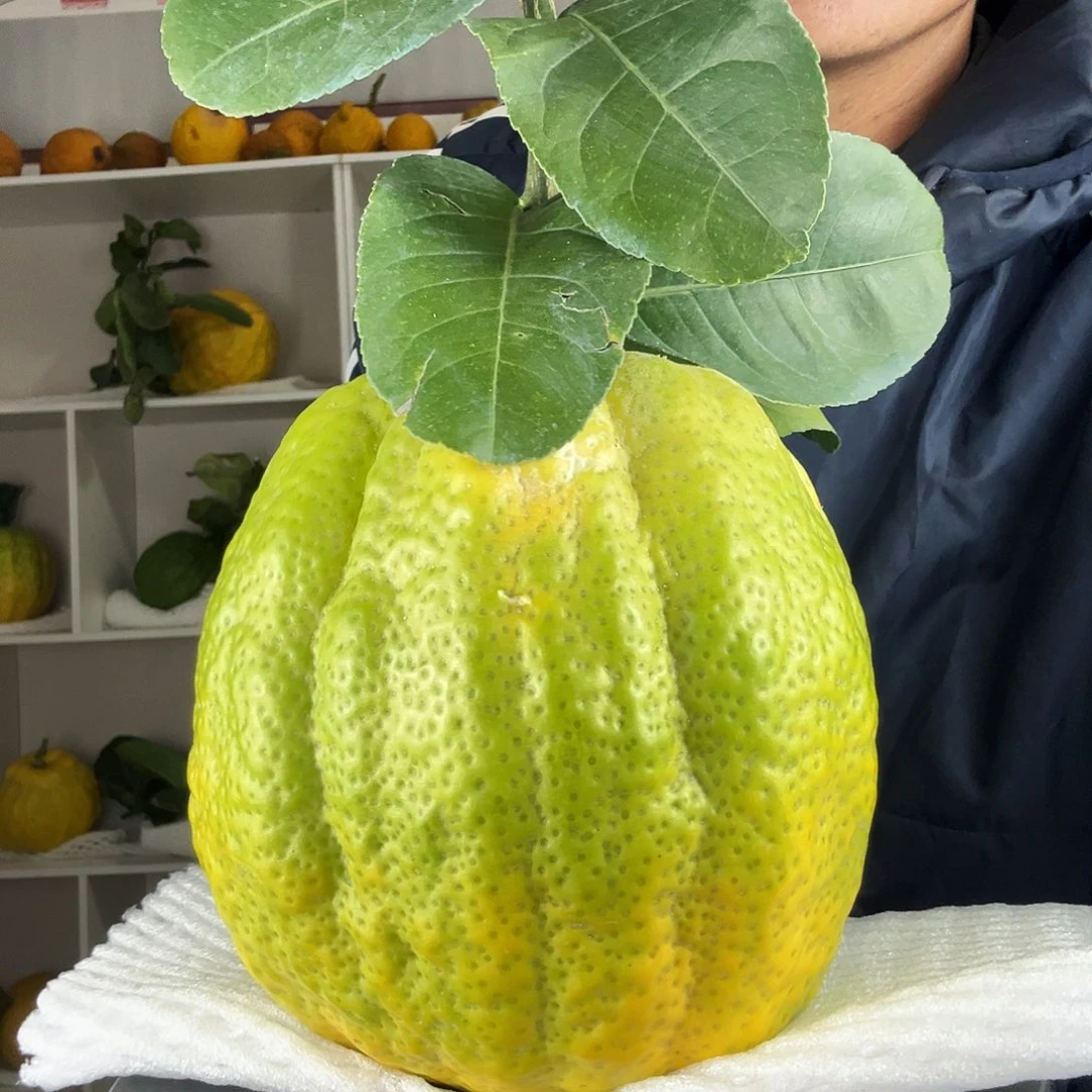 桃***夫香水柠檬云南高山大香橼