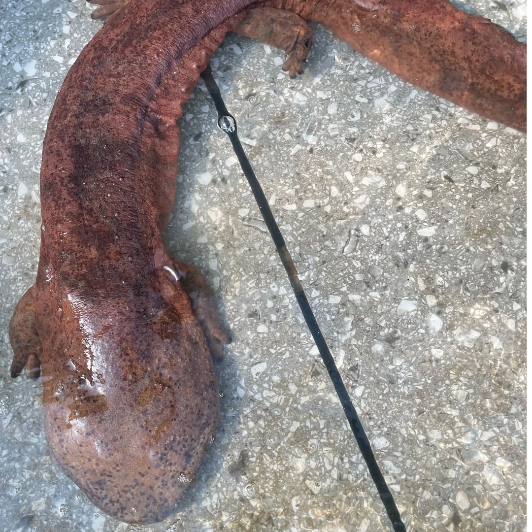 顺风包邮贵州大山山泉水人工养殖娃娃鱼