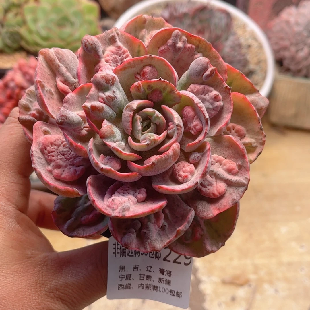 229雨滴锦德华多肉