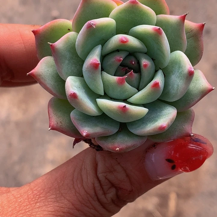 吉娃娃5颗  粉象牙5颗 包邮