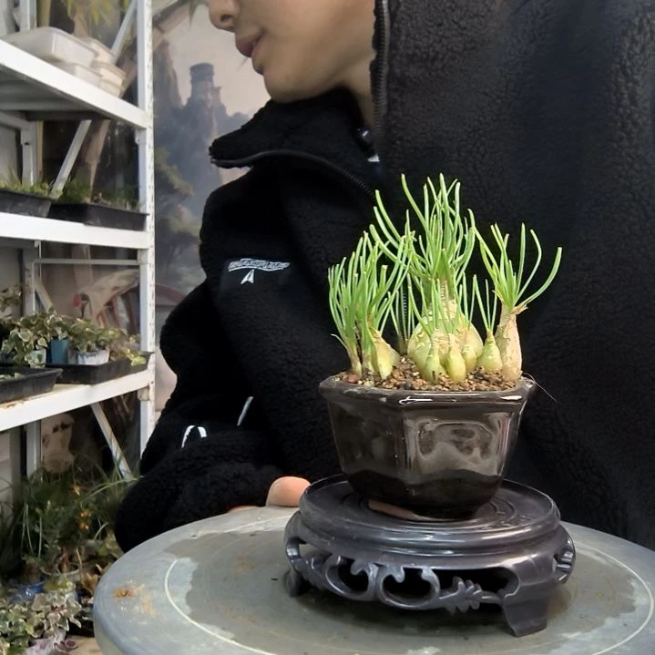 京*小盆景小植物一物一拍90