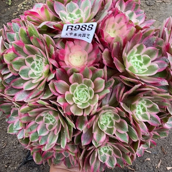 多肉植物孔雀翎988多肉