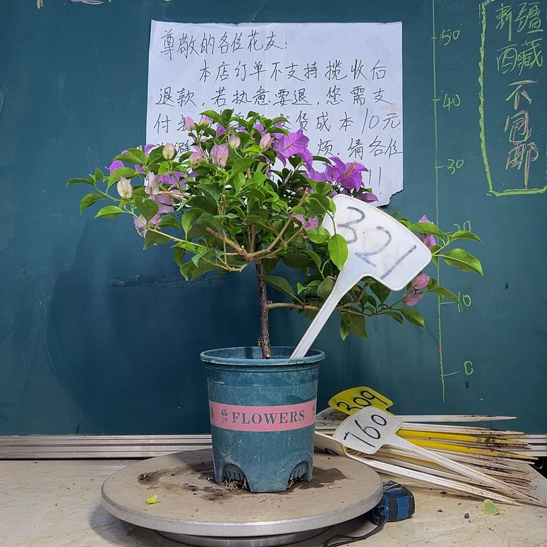 当前无花栽培后可以开花巴西紫 321