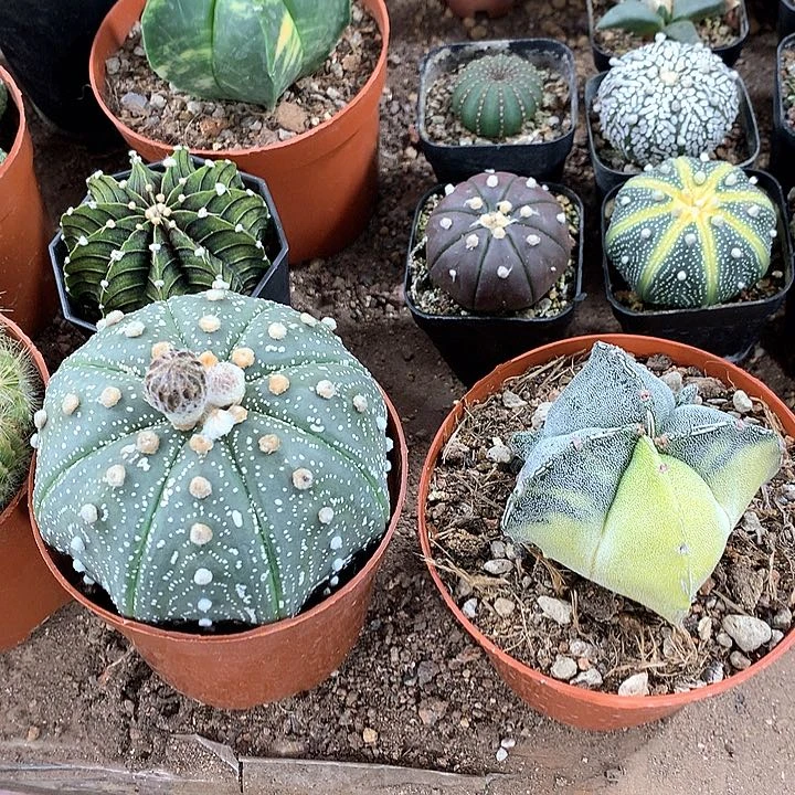 动**肉33333333333333