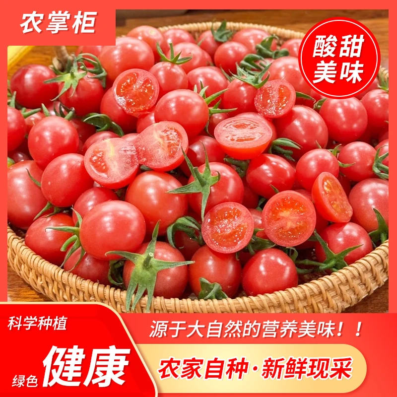 山东寿光水果小番茄圣女果酸甜多汁果香浓郁新鲜采摘源头产地直发