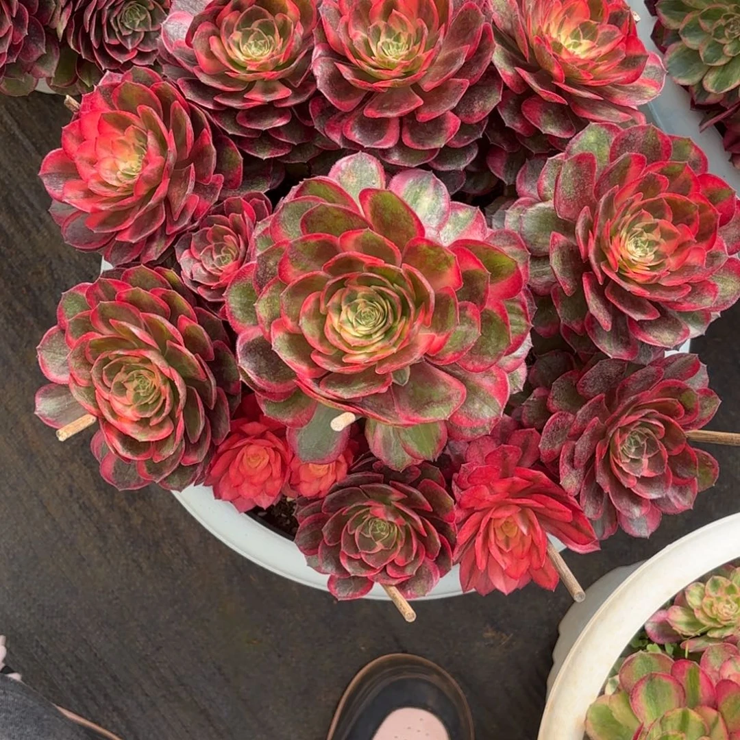 云南多肉植物黑魔锦