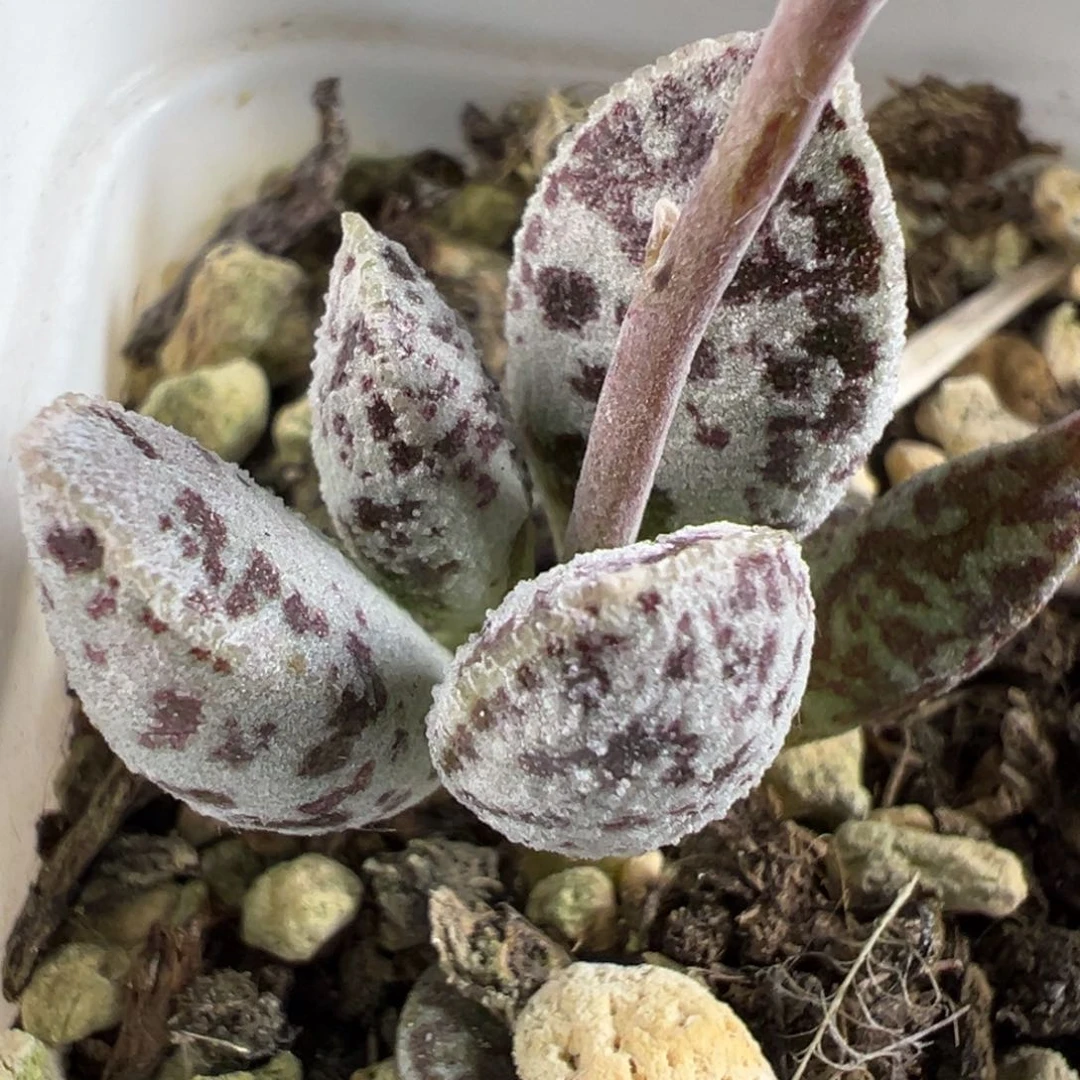 白马蛋单头多肉植物水泡多肉植物