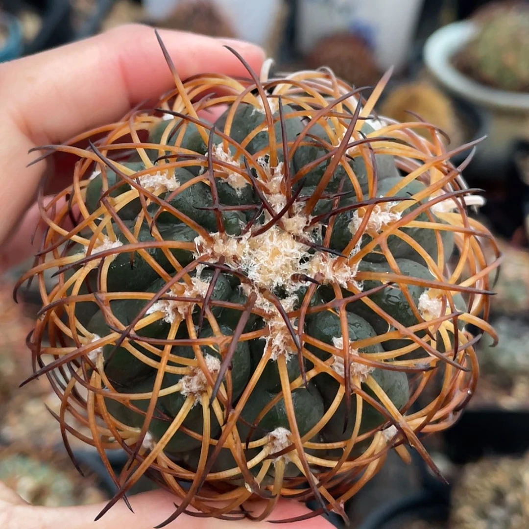 【闪购商品】伏刺天平冒根芽6666