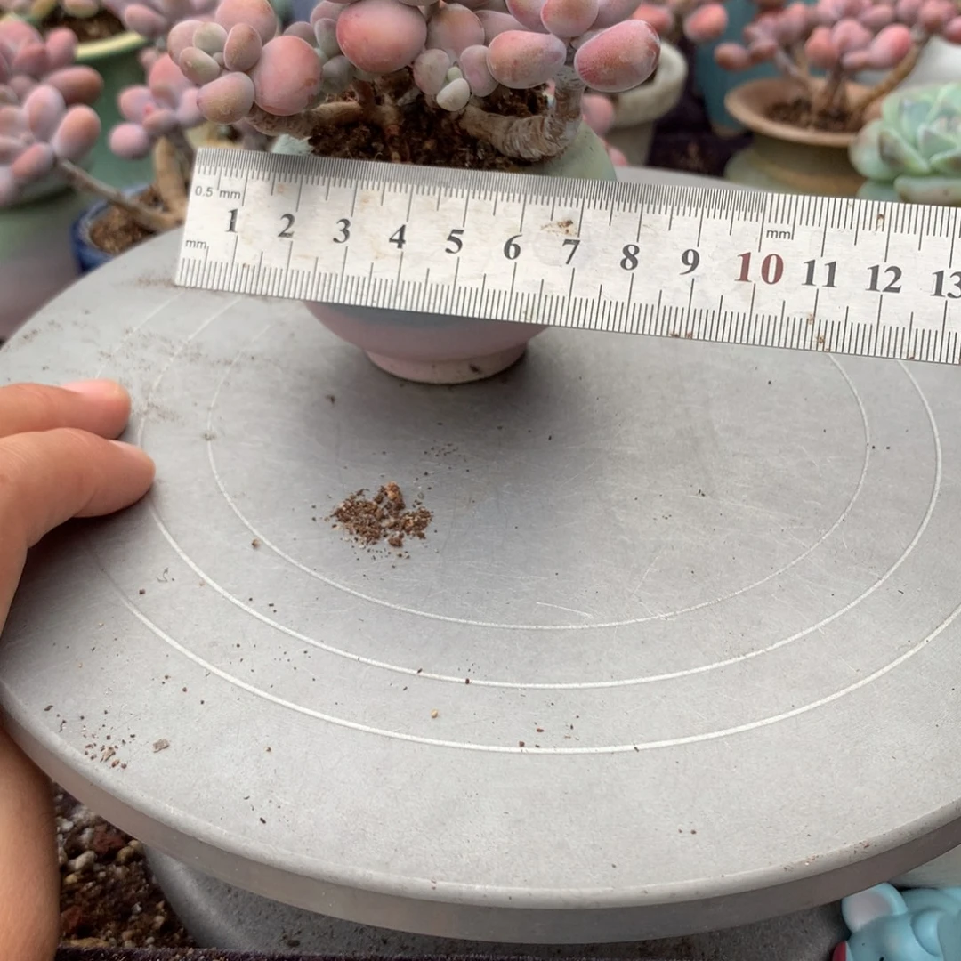 16号带盆偏远地区不包邮的