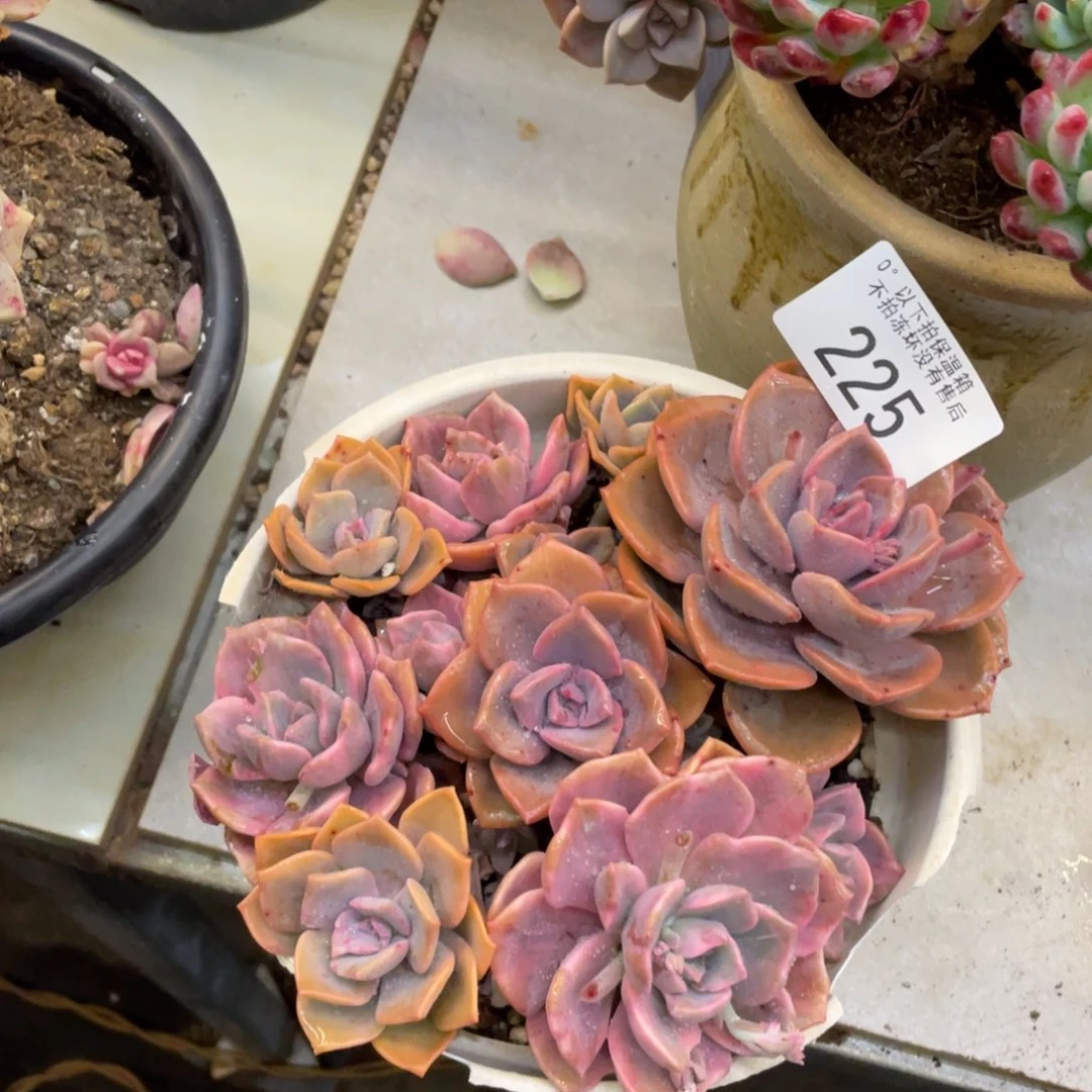 黑大帅多肉225彩虹糖