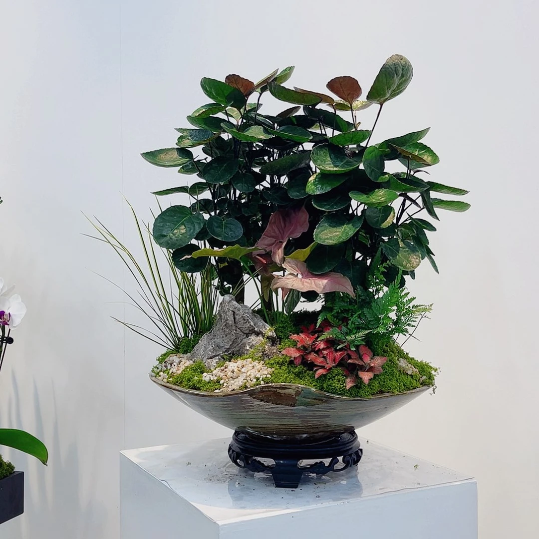 无花朵高端盆景一物一拍