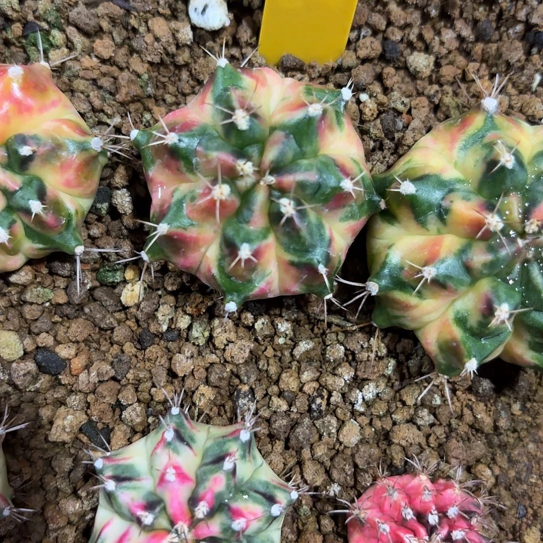 8-1010泰国发货多肉火箭